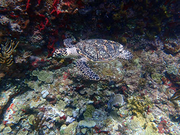 Seaturtle