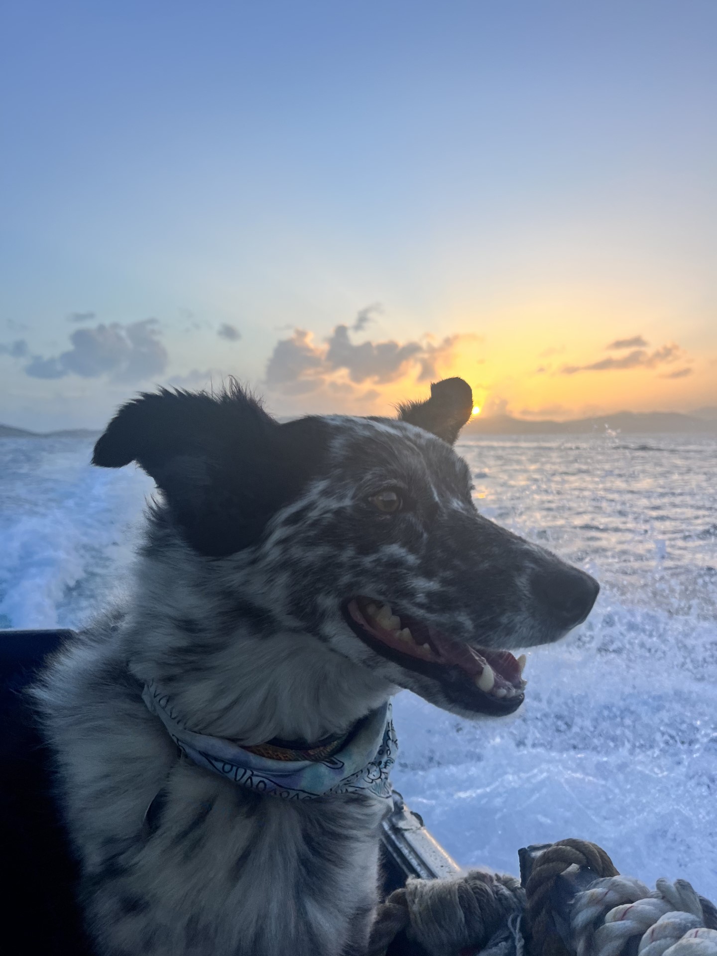 Close up of dog Dr Jenkins